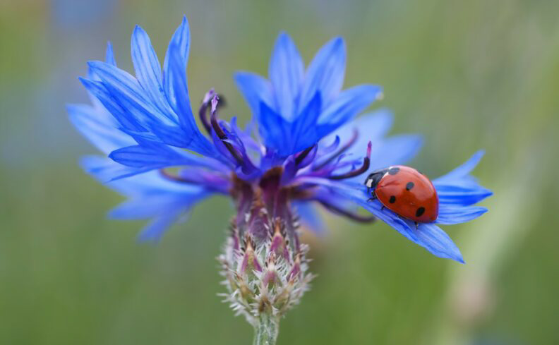 blue cornflower with lady bug