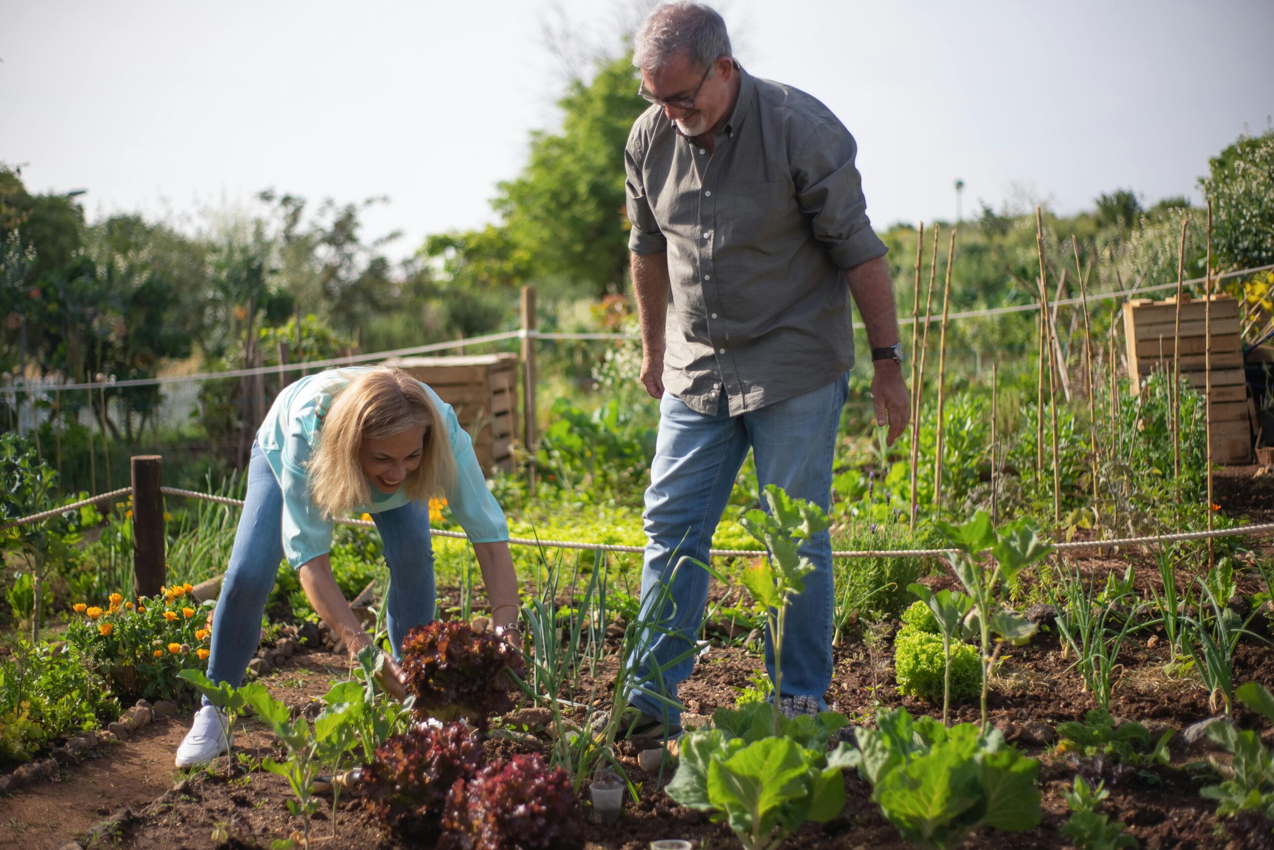 Two people tending vegetables in a garden