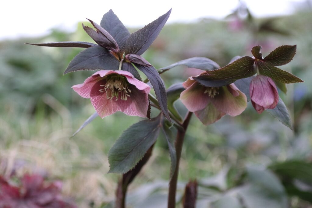 hellebore