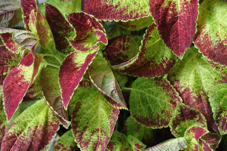 coleus
