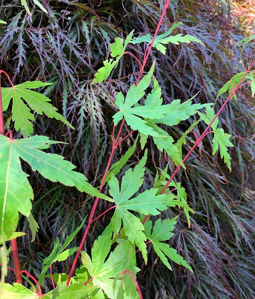 japanese maples