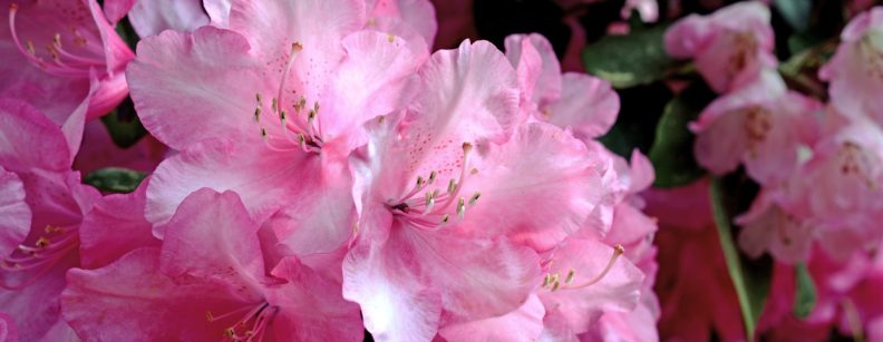 Pink rhododendron
