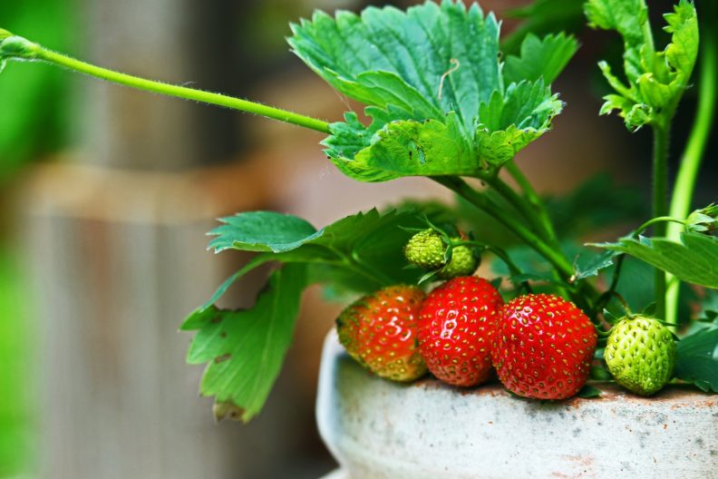 Strawberry plant in a pot