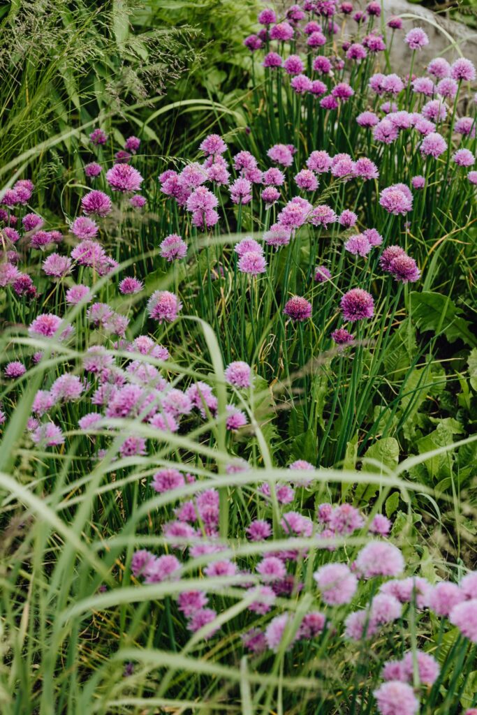 purple flowers on chives