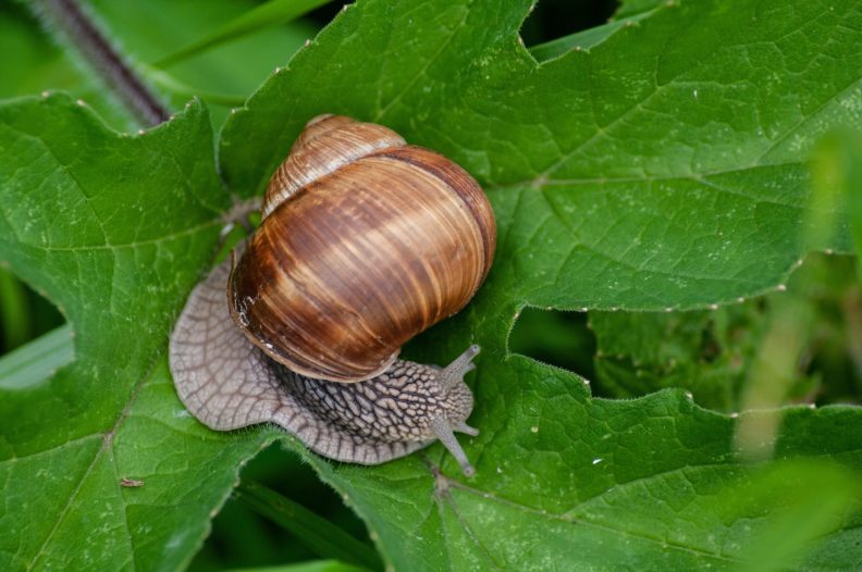 Snail