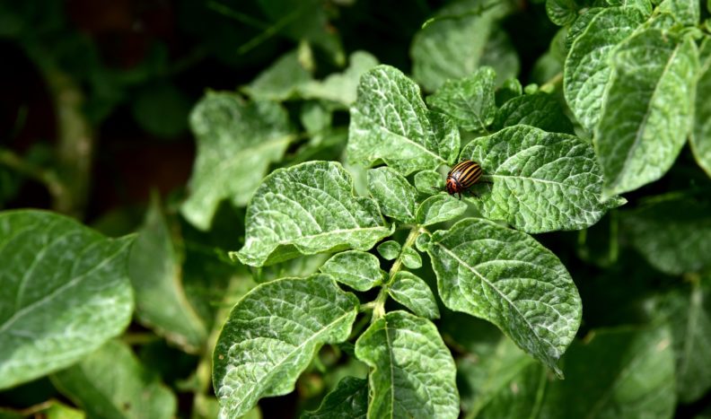 Potato beetle on potato leaves