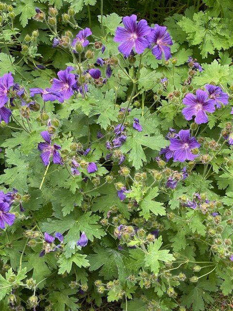 hardy geranium