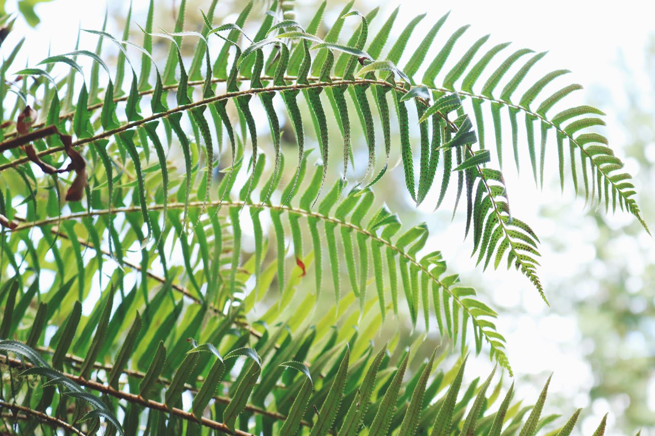 sword fern