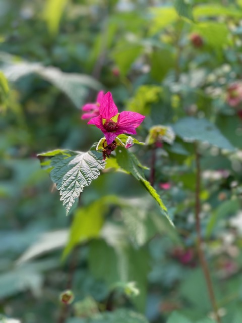 Salmonberry