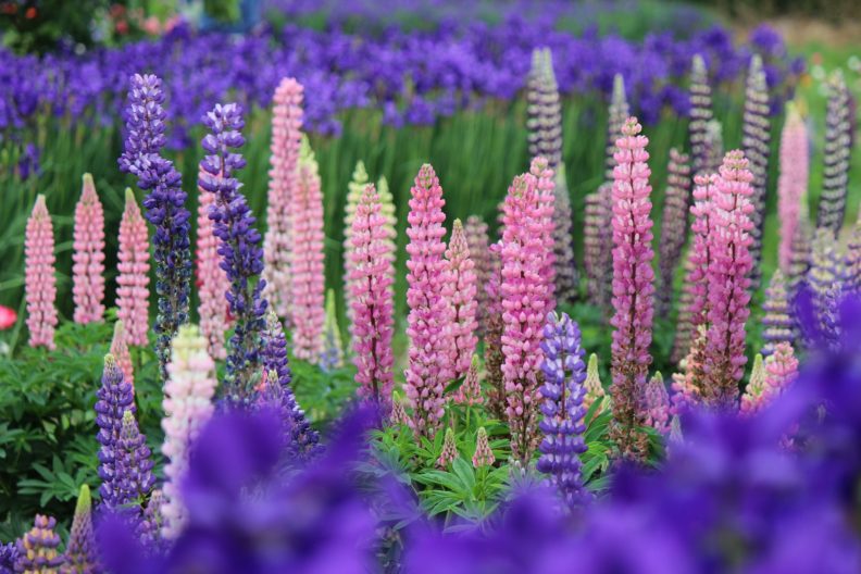 A field of lupine with lots of different colors.