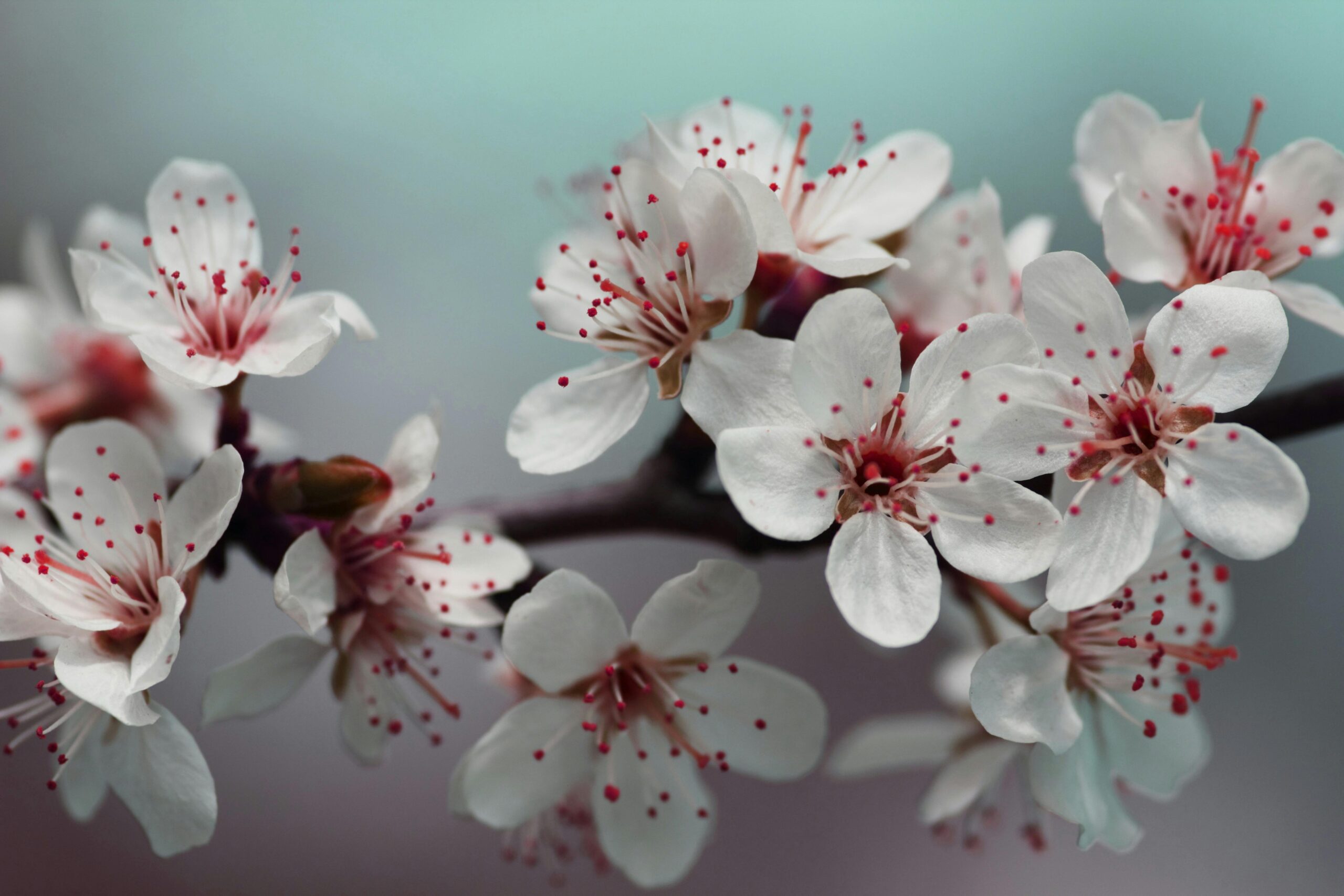 White blossoms on tree branch