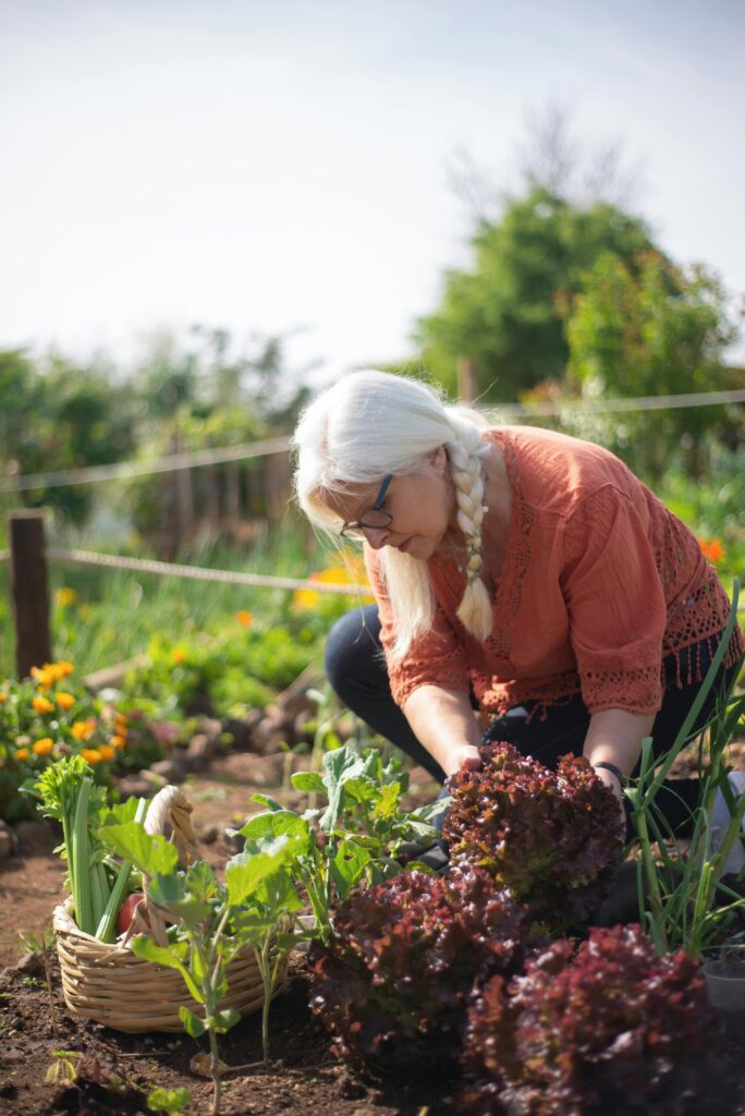 woman harvesting lettuce from the garden