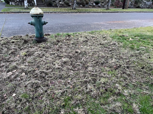 European chafer beetle damage to lawn