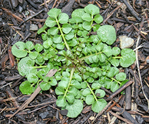 bittercress