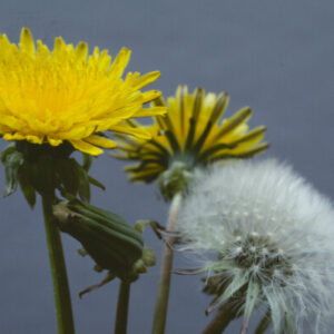 Dandelions