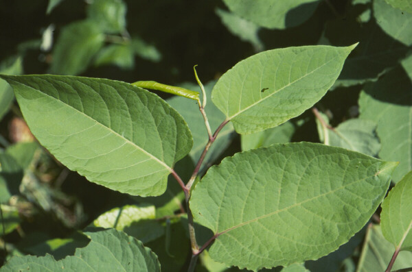 knotweed