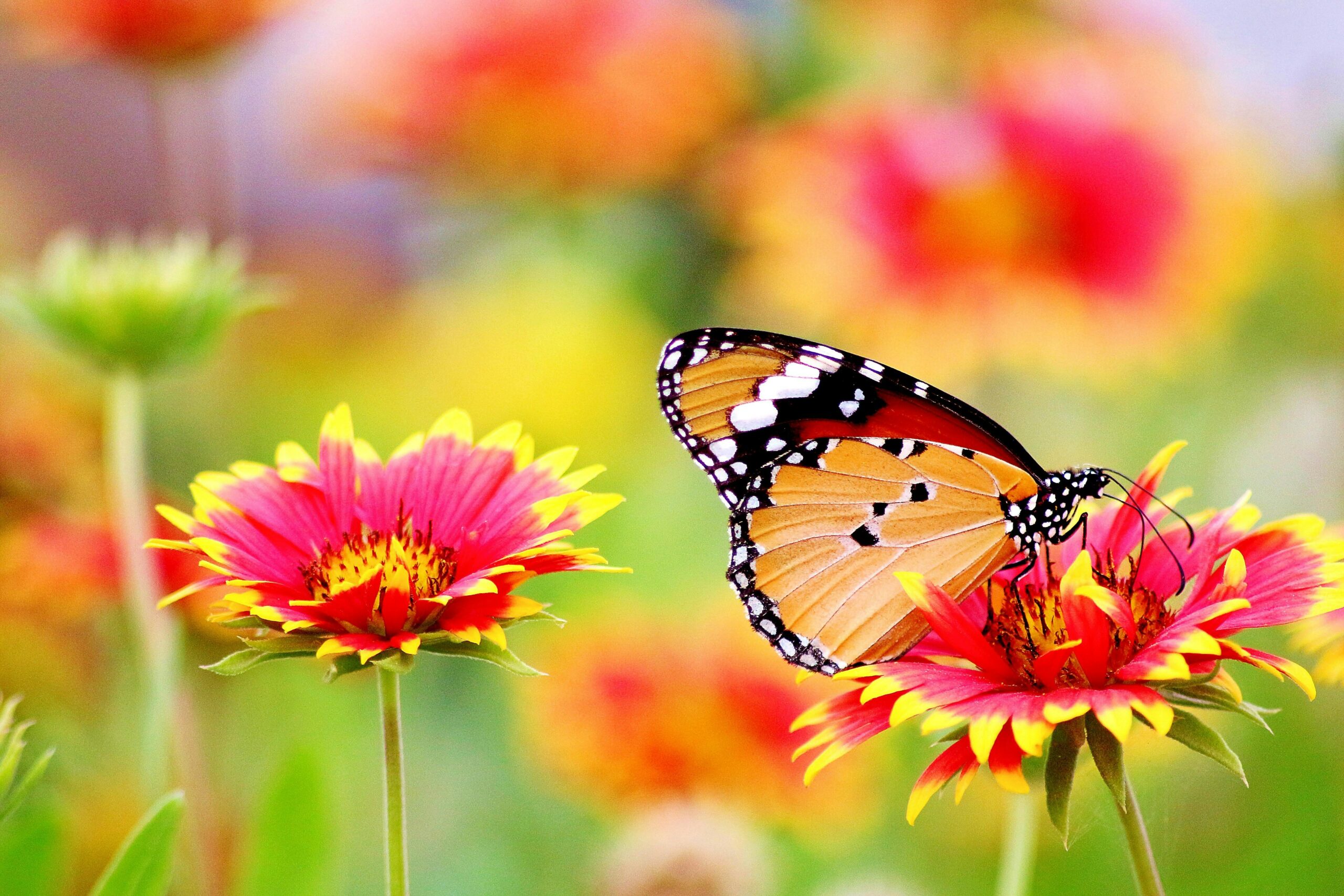 orange butterfly on flower