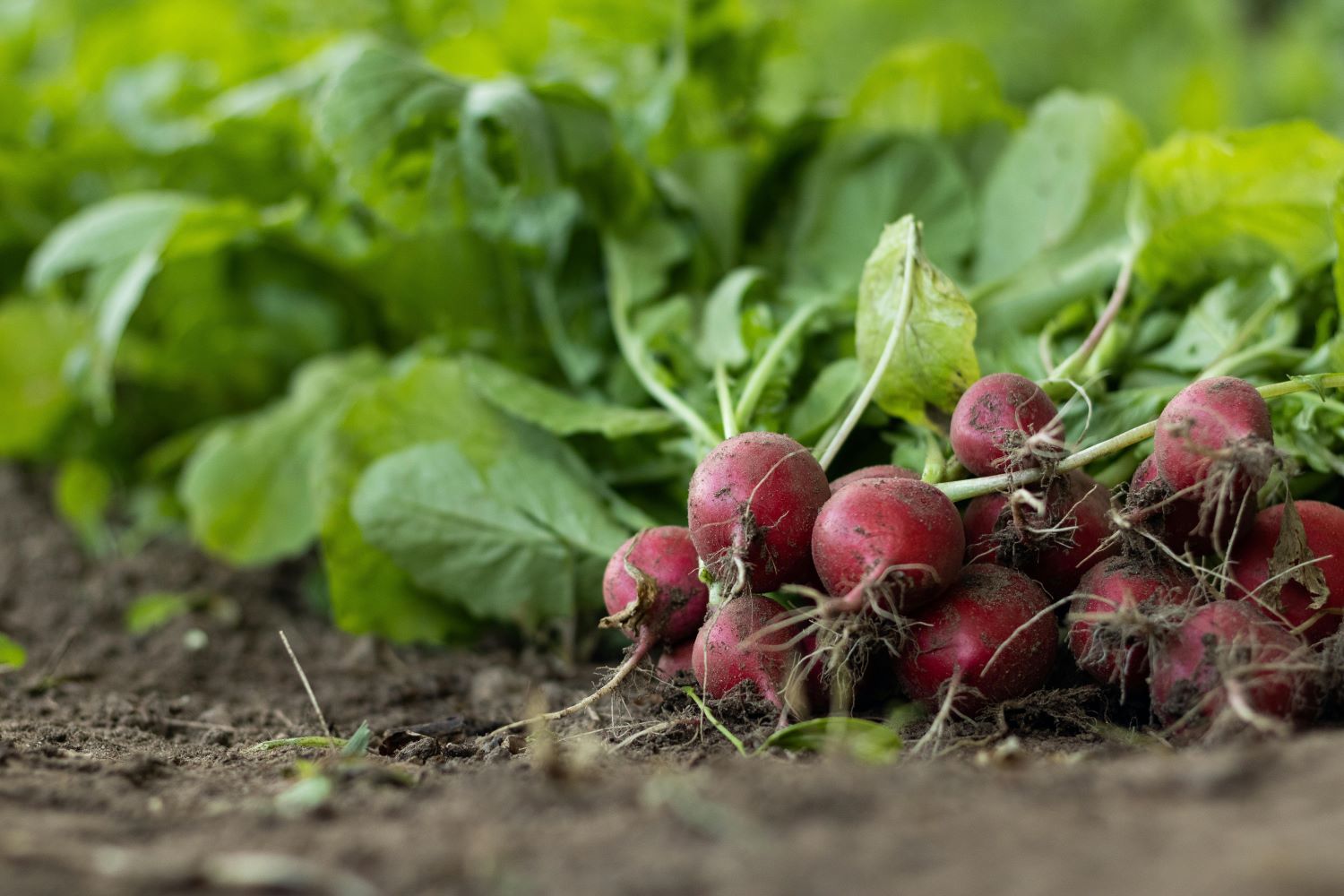 Radishes