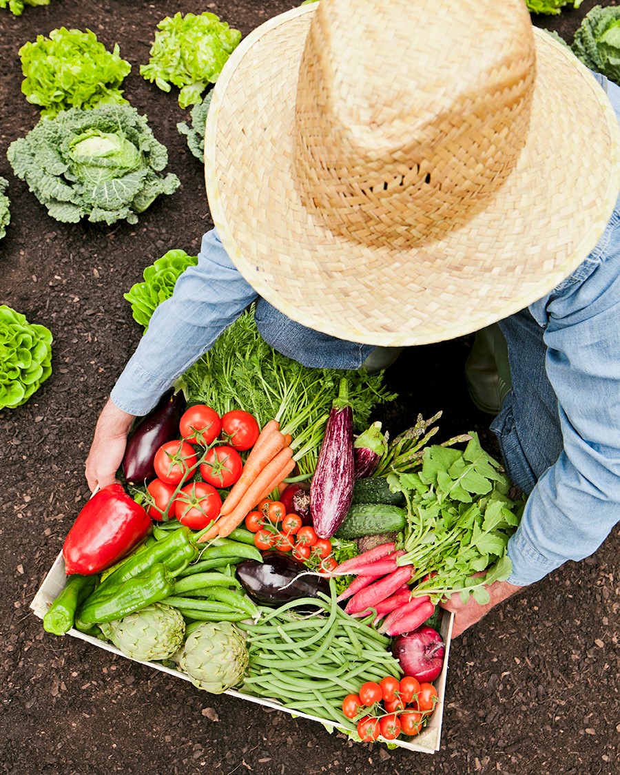 Tray of vegetables carried by gardener with straw hat