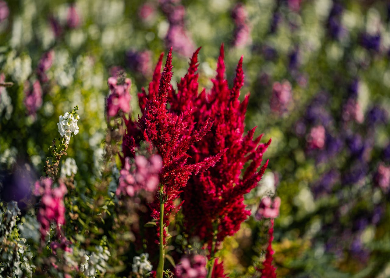 flowering perennials