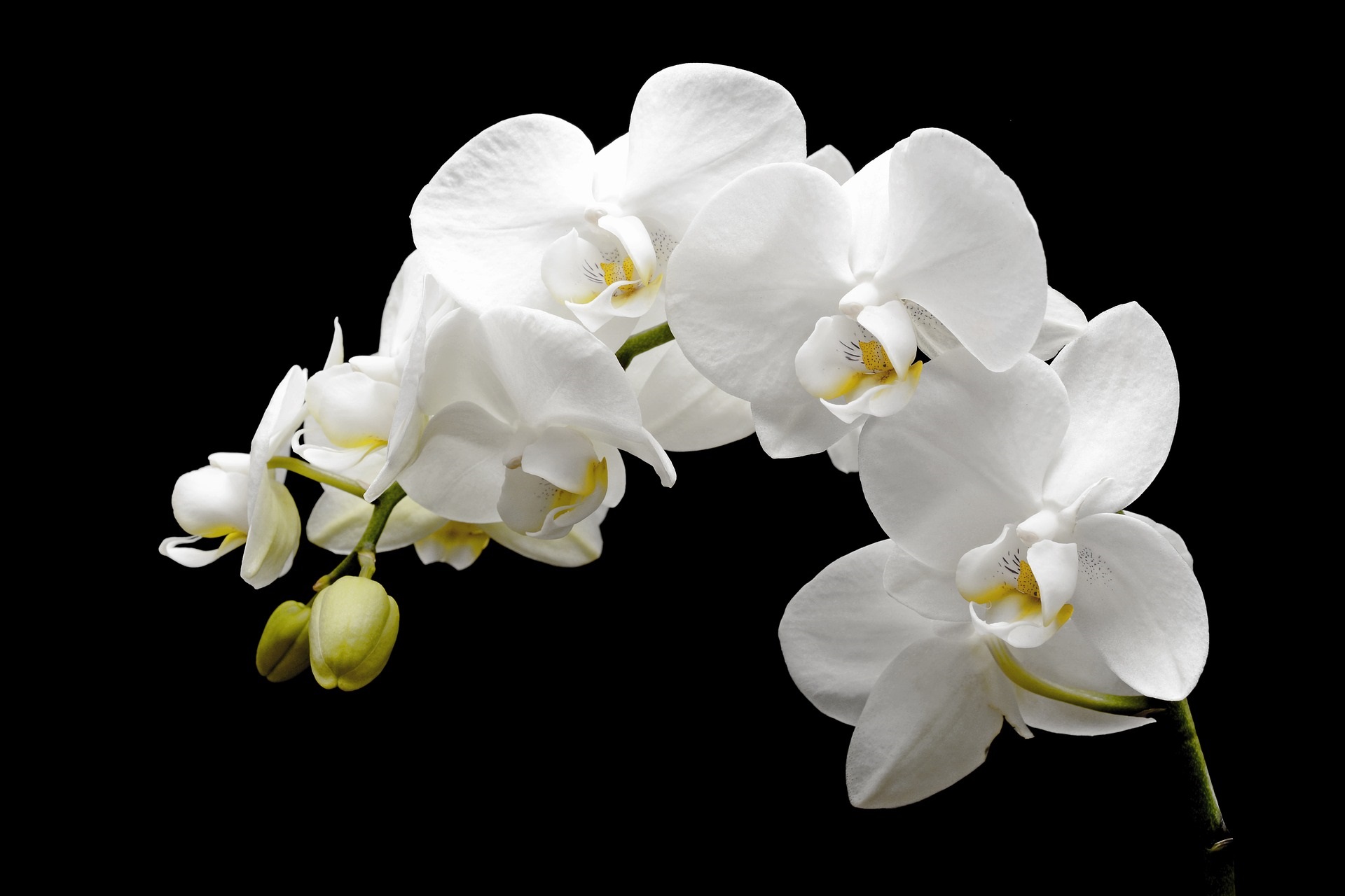 white orchid