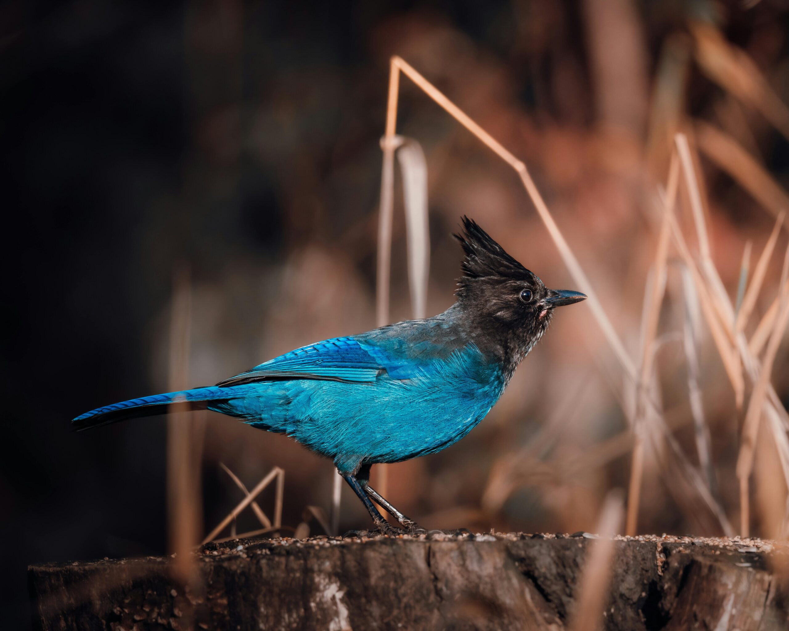 Steller's Jay