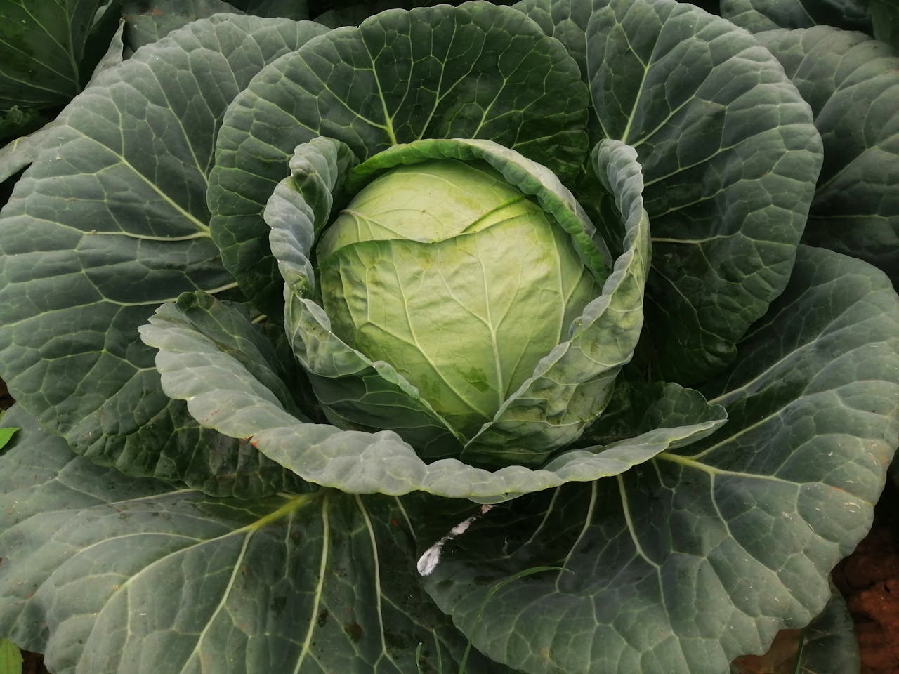 Cabbage