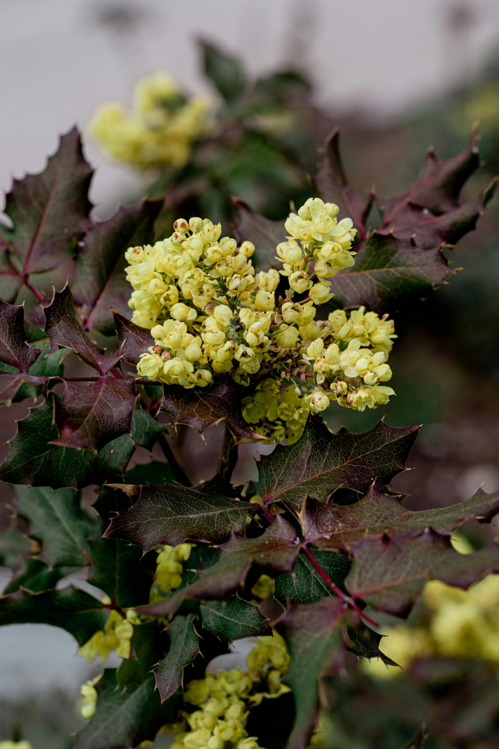 flowering shrub