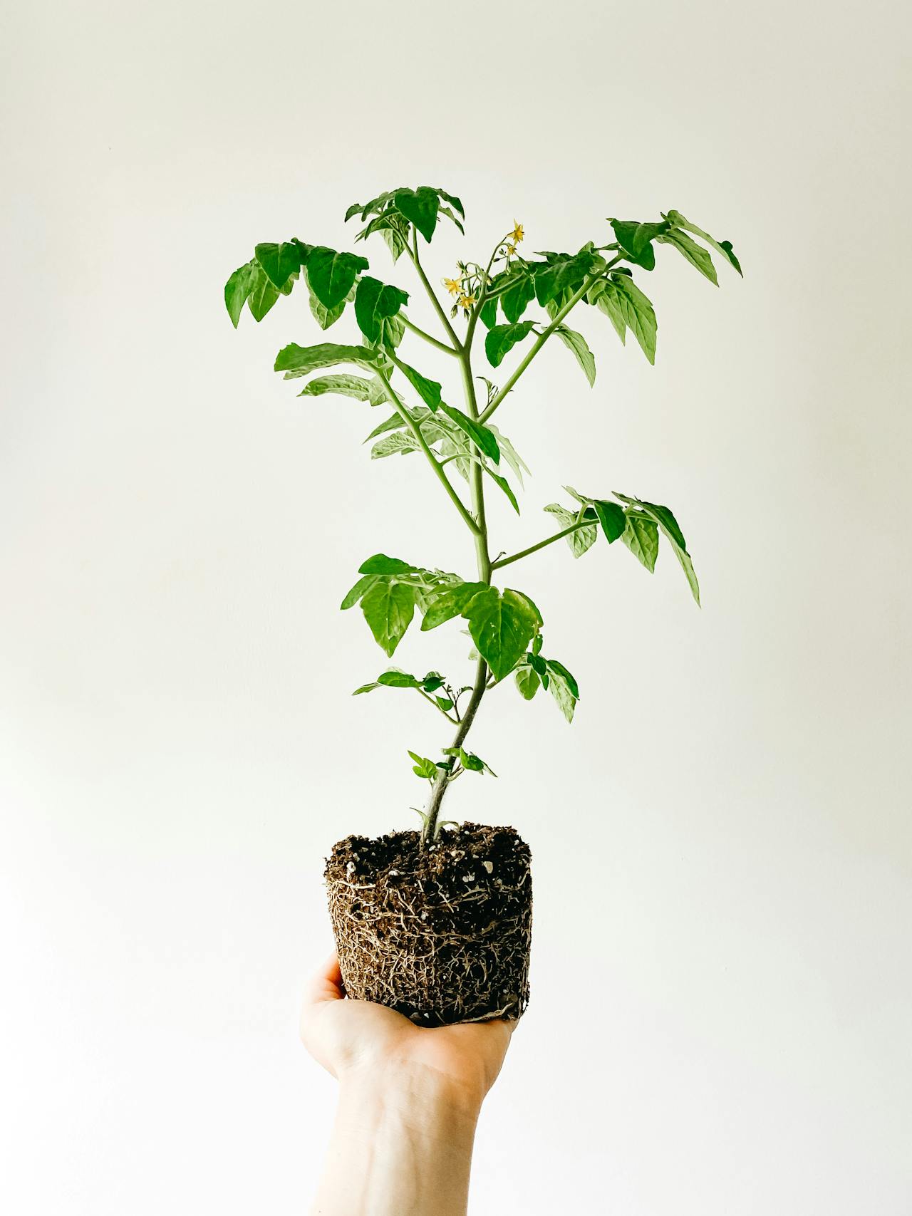 young tomato plant with roots