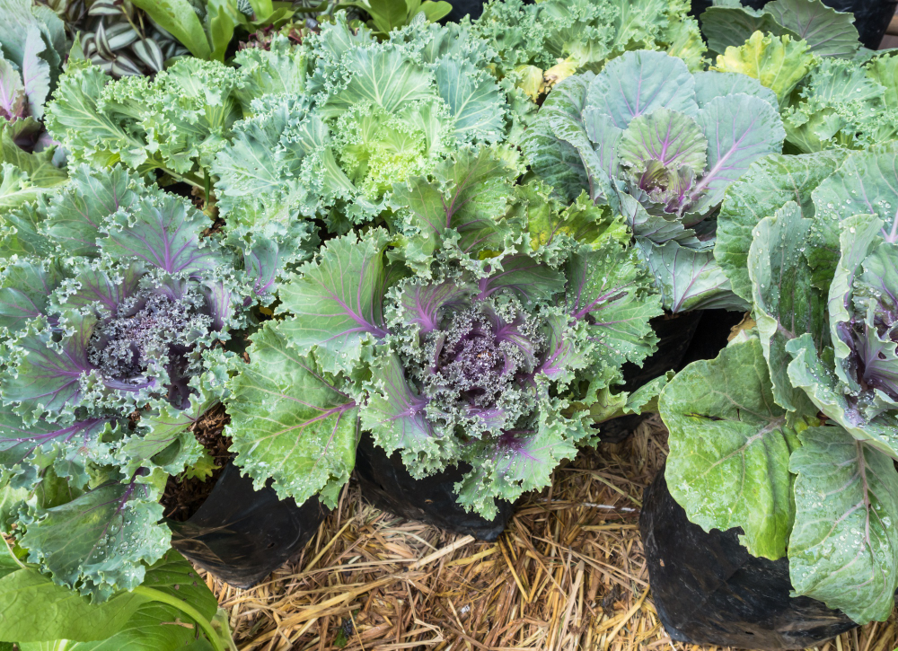 Kale Plants