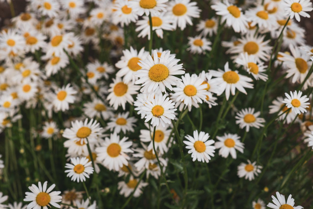 Daisies