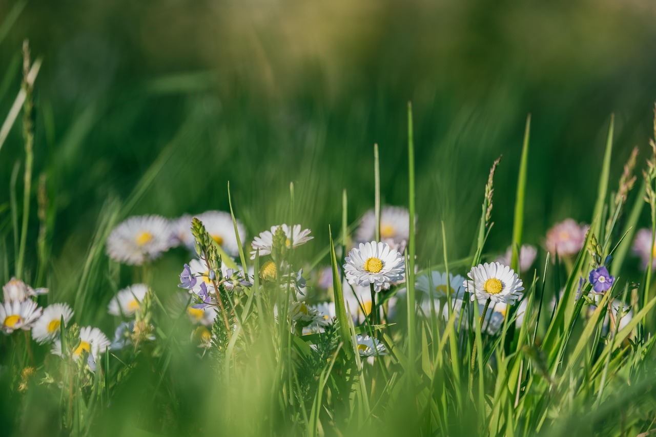 grasses and daisies