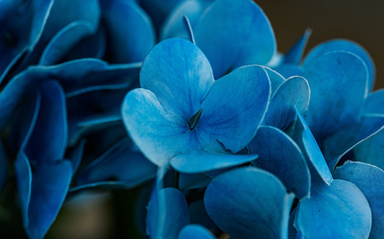 blue hydrangea flower