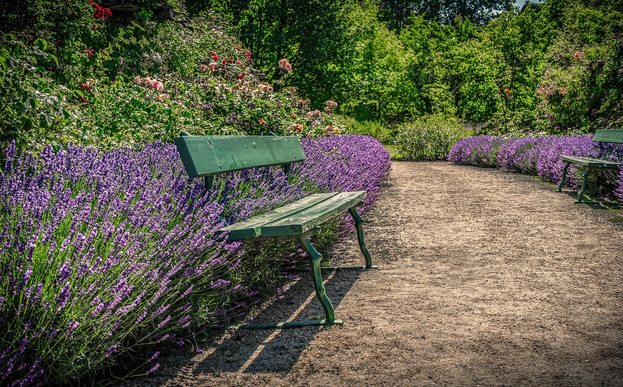 pathway through rose garden with lavender and bench