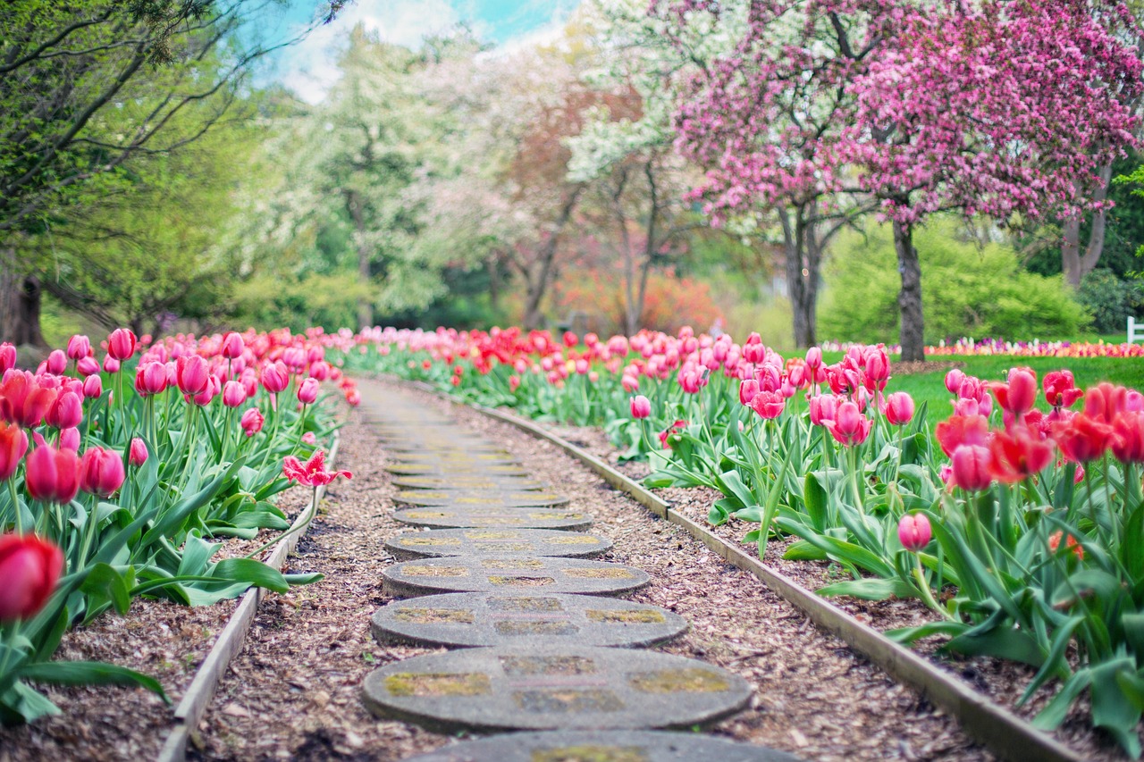 Spring path with tulips and flowering trees