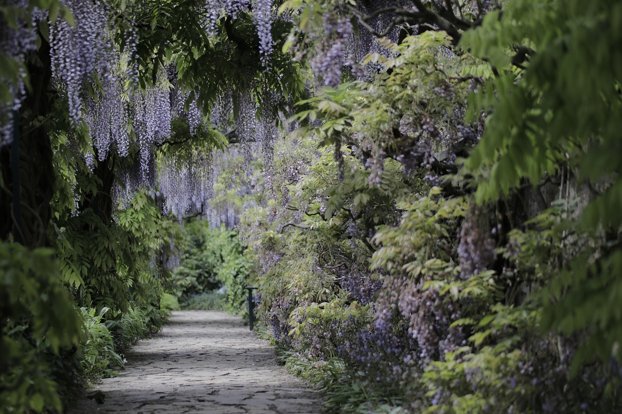 garden path with wisteria
