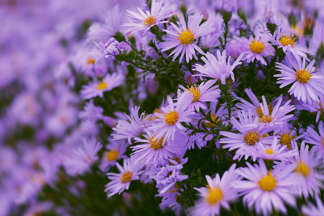 Asters