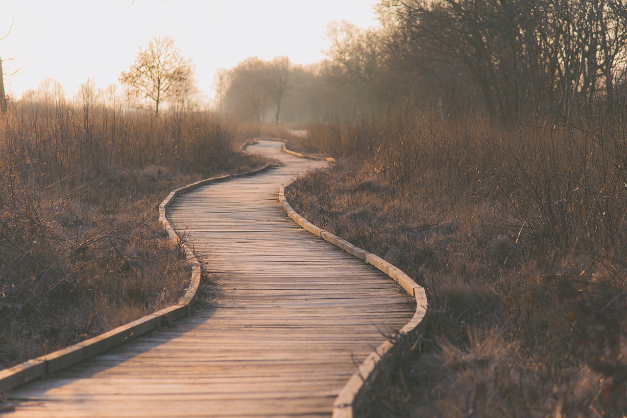 wetlands boardwalk