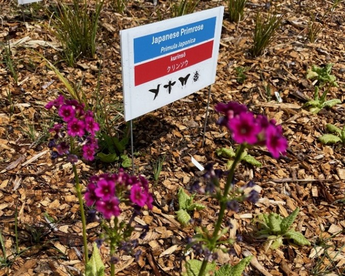 Japanese primroses in bloom with sign