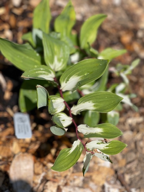 Japanese solomons seal