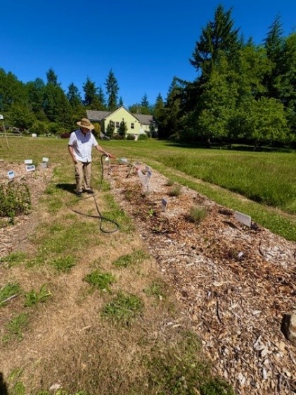 Person watering demonstration garden