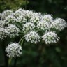 white angelica flowers