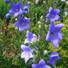 blue balloon flower