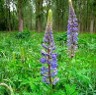 blue big leaf lupine flowers