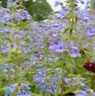 lavender broad-leaved penstemon flowers