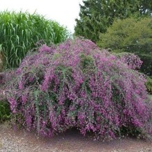pink bush clover plant