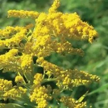 Yellow Canada goldenrod flowers