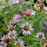lavender douglas aster flowers
