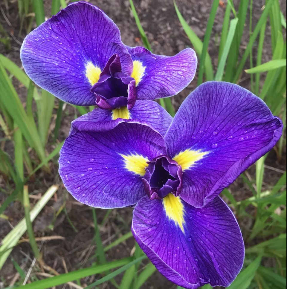 purple Japanese iris flower