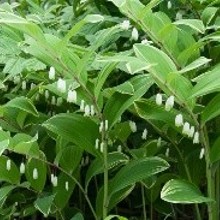 Japanese Solomon's seal with white flowers